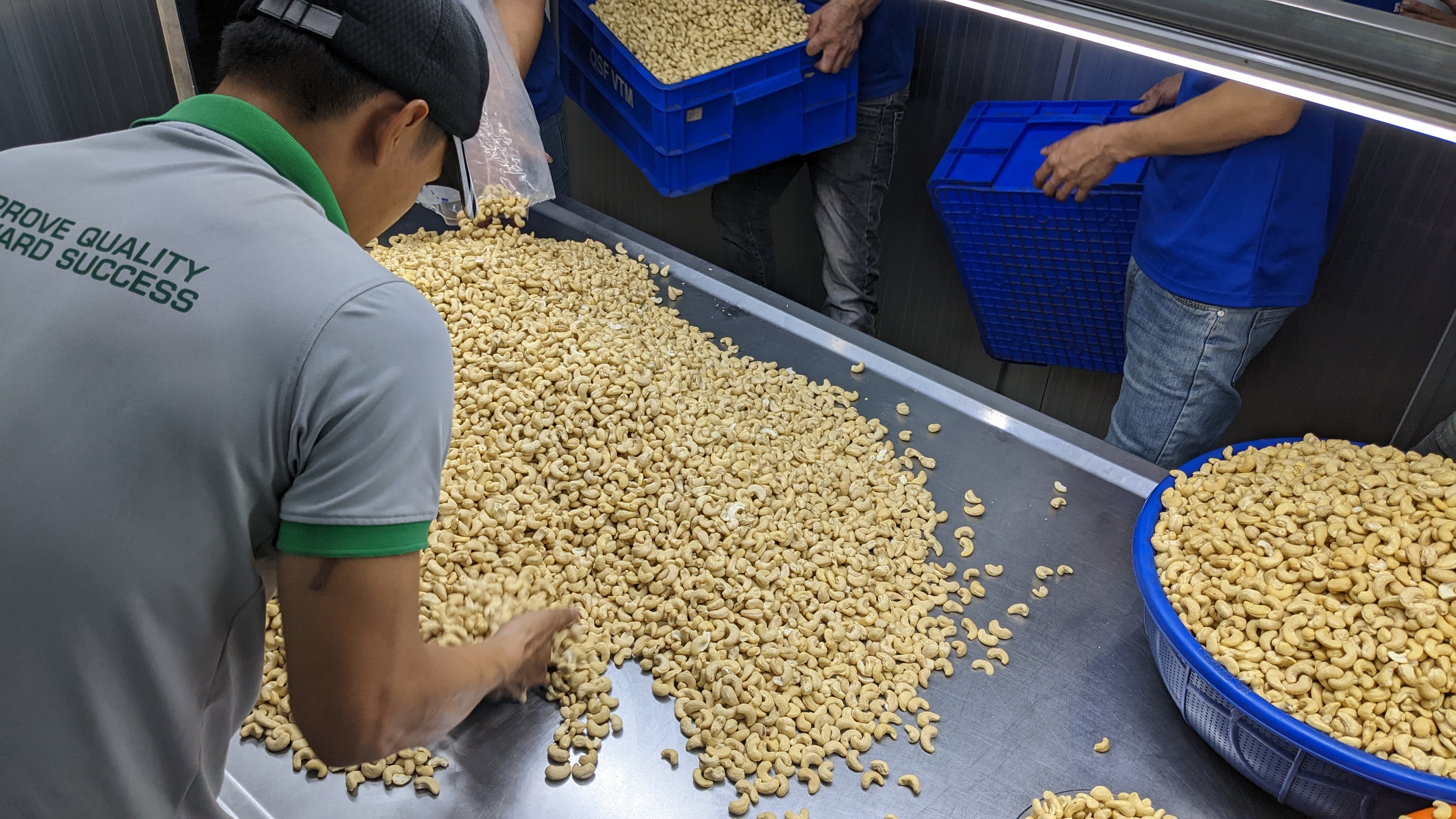 베트남 Cashew Nut Kernel - Vietnam-Cashew-Nut-Kernel-454672.jpg