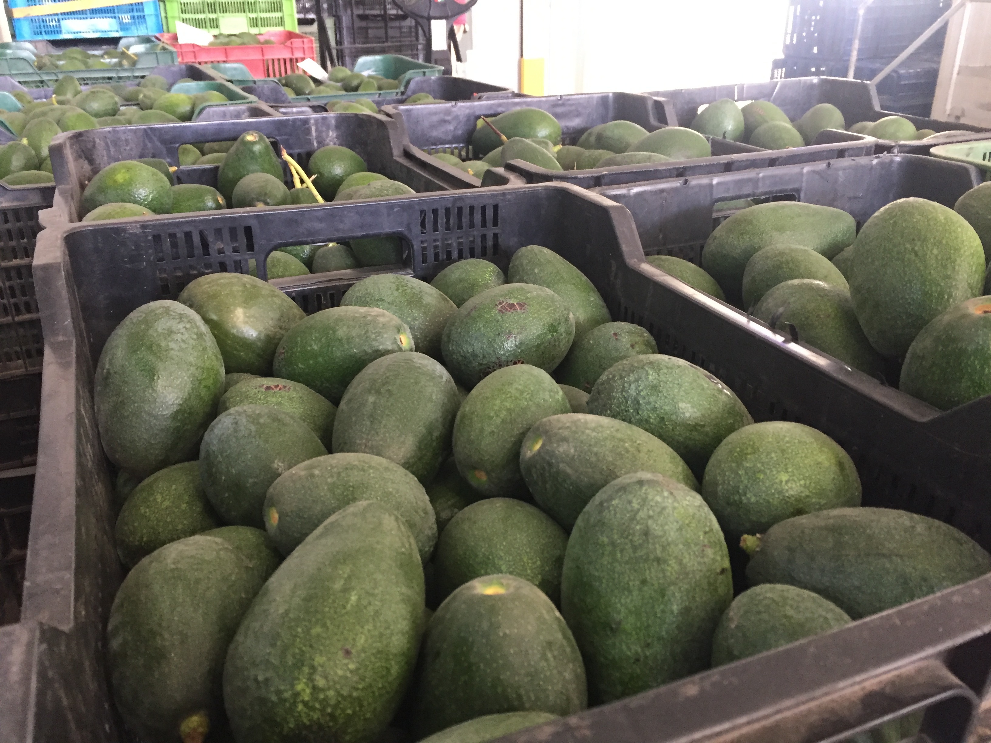 Spain Fresh Avocado - storing.JPG