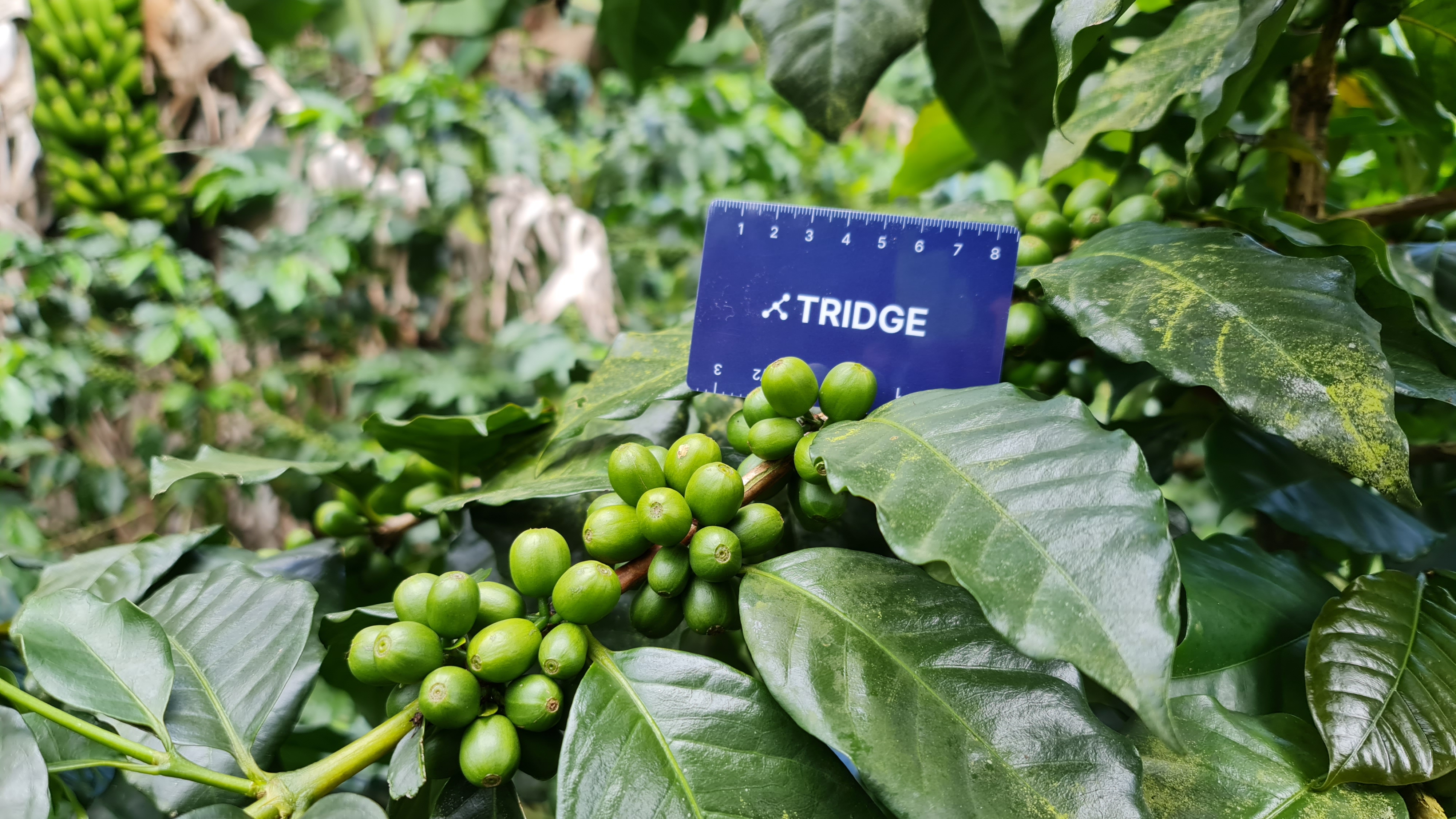 과테말라 Raw Common Coffee Bean - Guatemala-Raw-Common-Coffee-Bean-364110.jpg