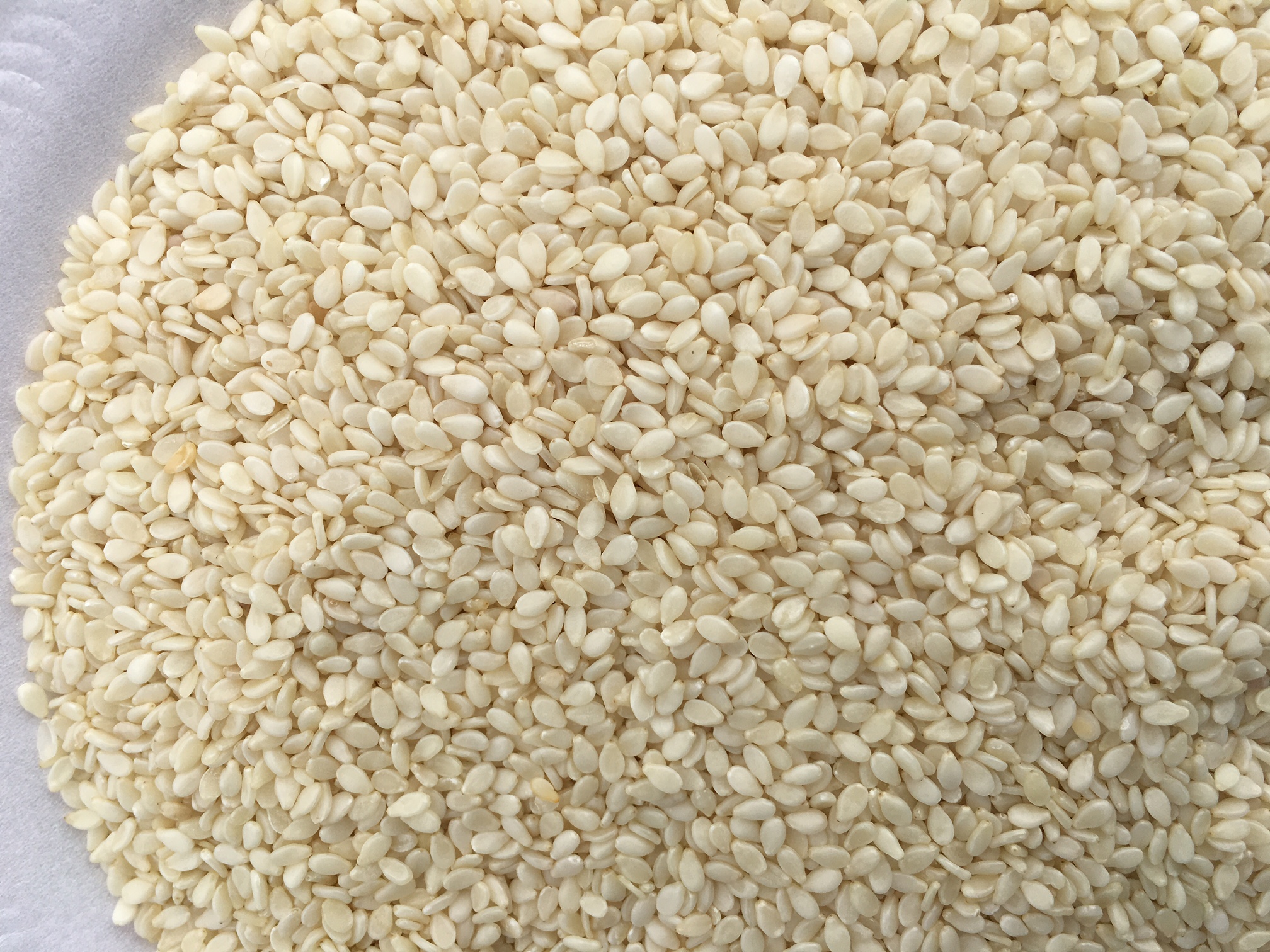과테말라 Sesame Seed - Guatemala-Sesame-Seed-497429.JPG