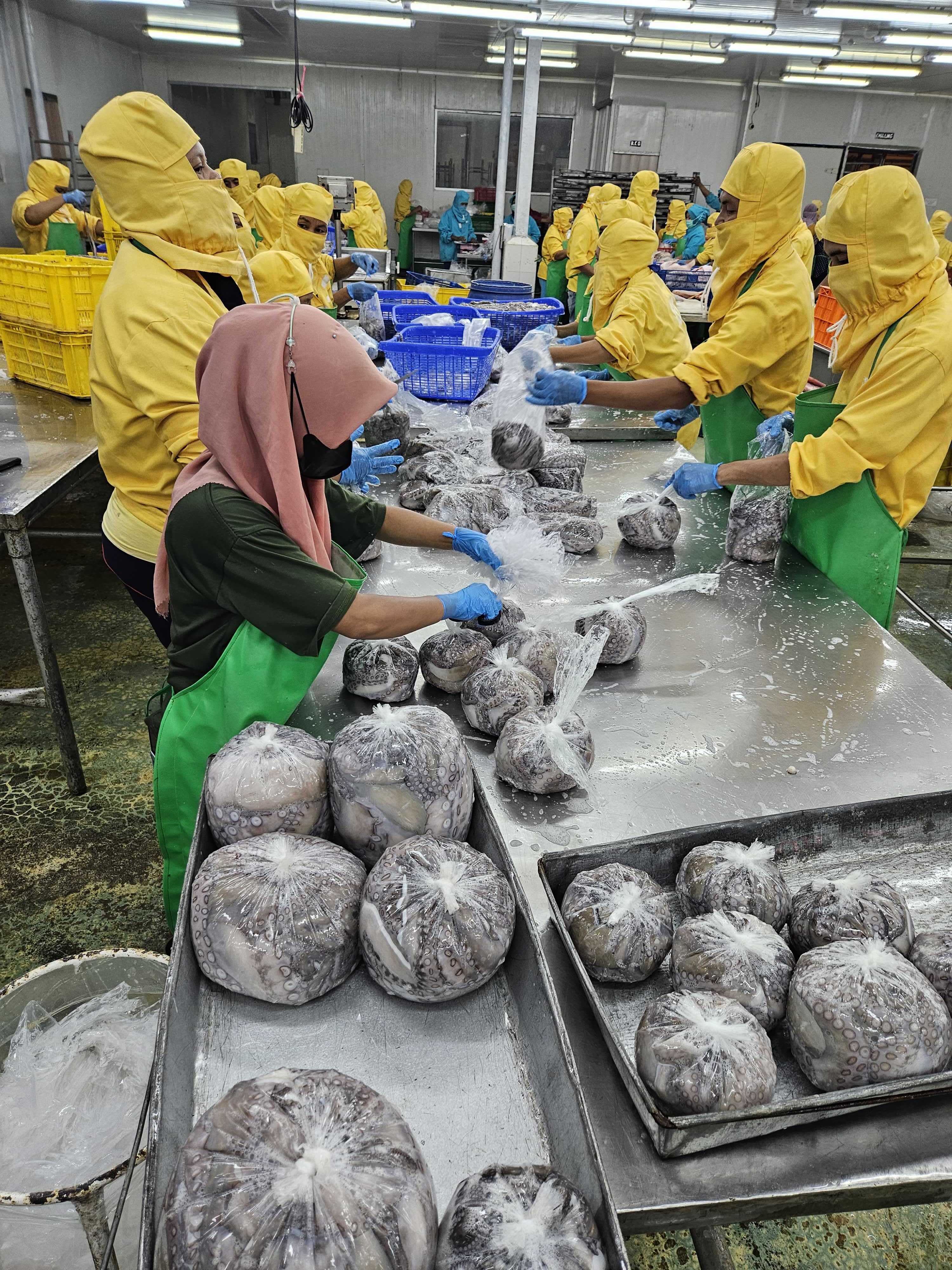 인도네시아 Frozen Octopus - 20230822_142854.jpg