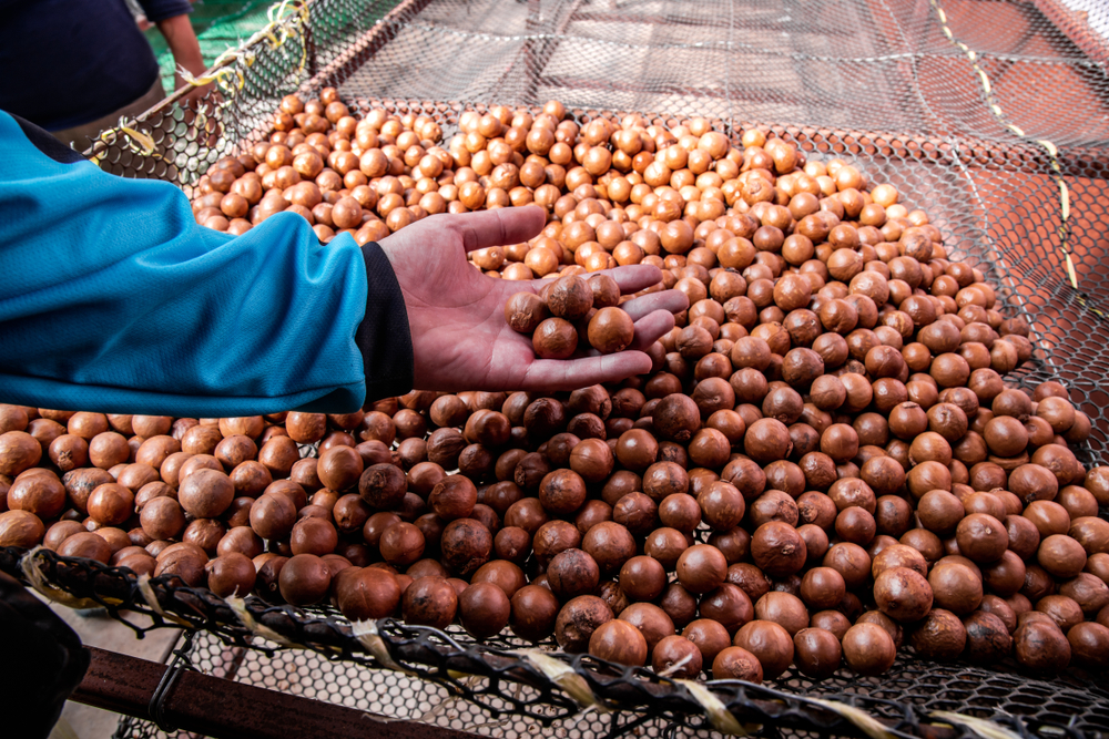 Australia Macadamia Kernel - Australia-Macadamia-346782.jpg