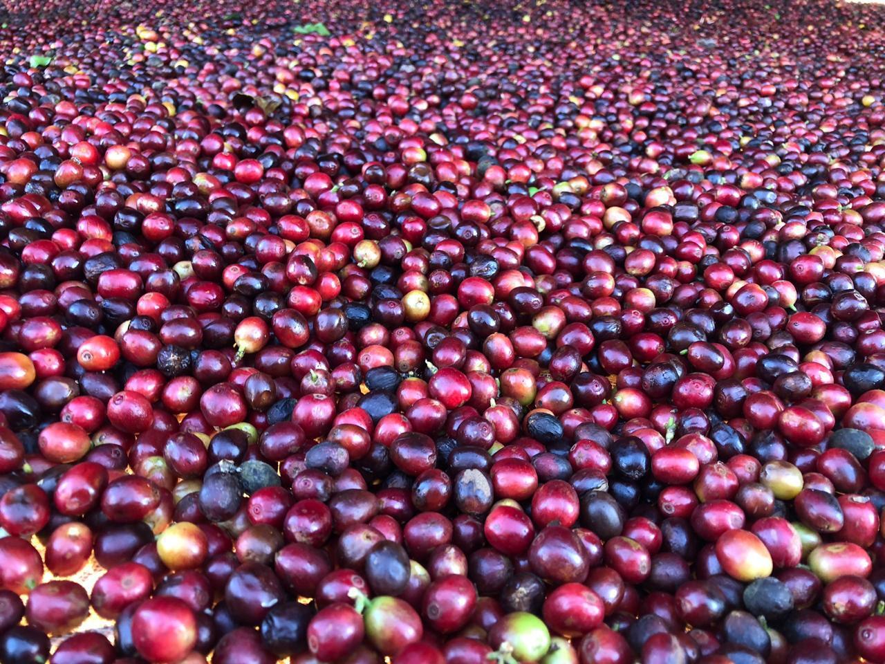 Brazil Raw Common Coffee Bean - c44dc3f0-89c1-43fa-9a9b-89cf835c78db.jpg