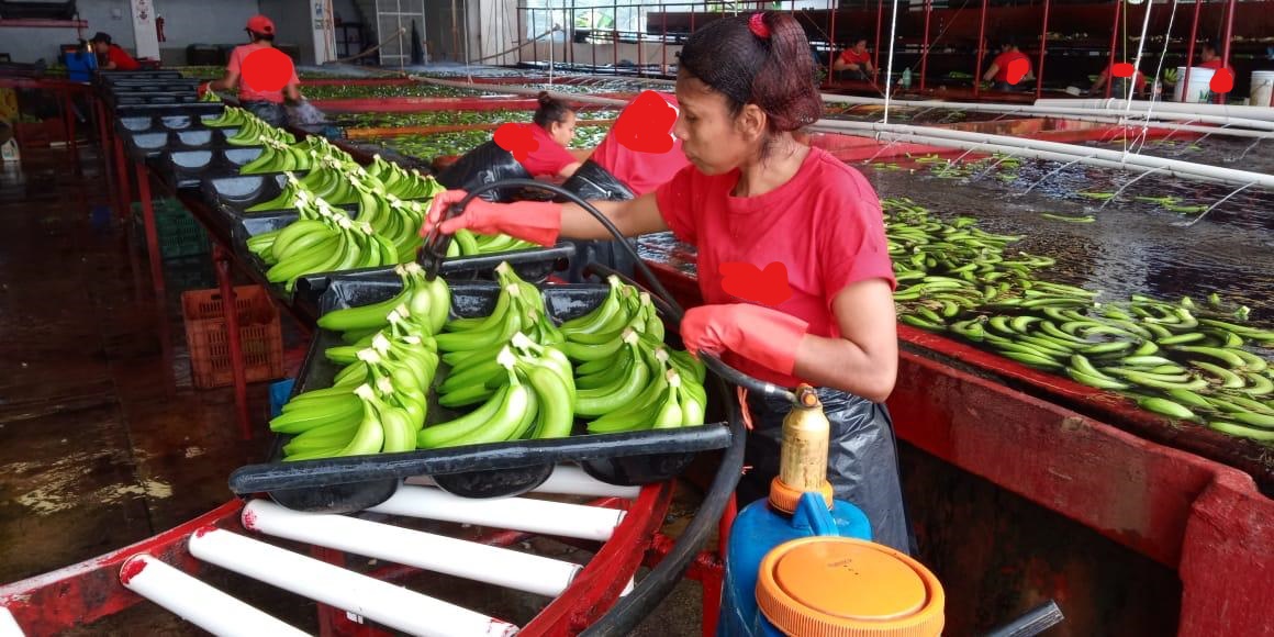 멕시코 Fresh Banana - 3.jpg