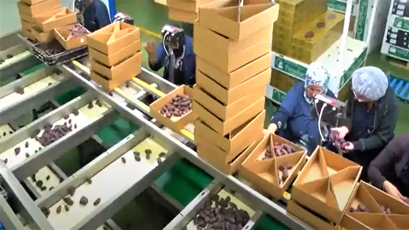 이스라엘 Dried Date - IL_Date_packaging2.png