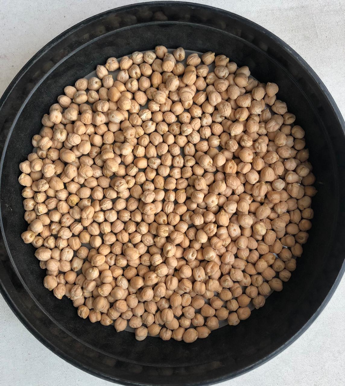 아르헨티나 Dried Chickpea - Conexa_Picture.jpeg