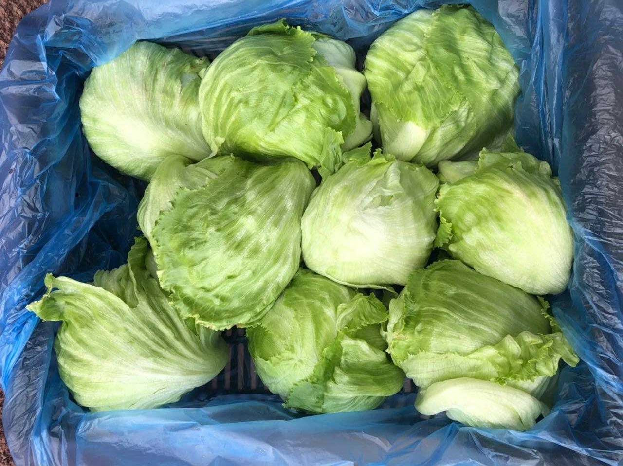 Egypt Fresh Lettuce - %EC%82%AC%EB%B3%B8_-IMG-20211213-WA0009.jpg