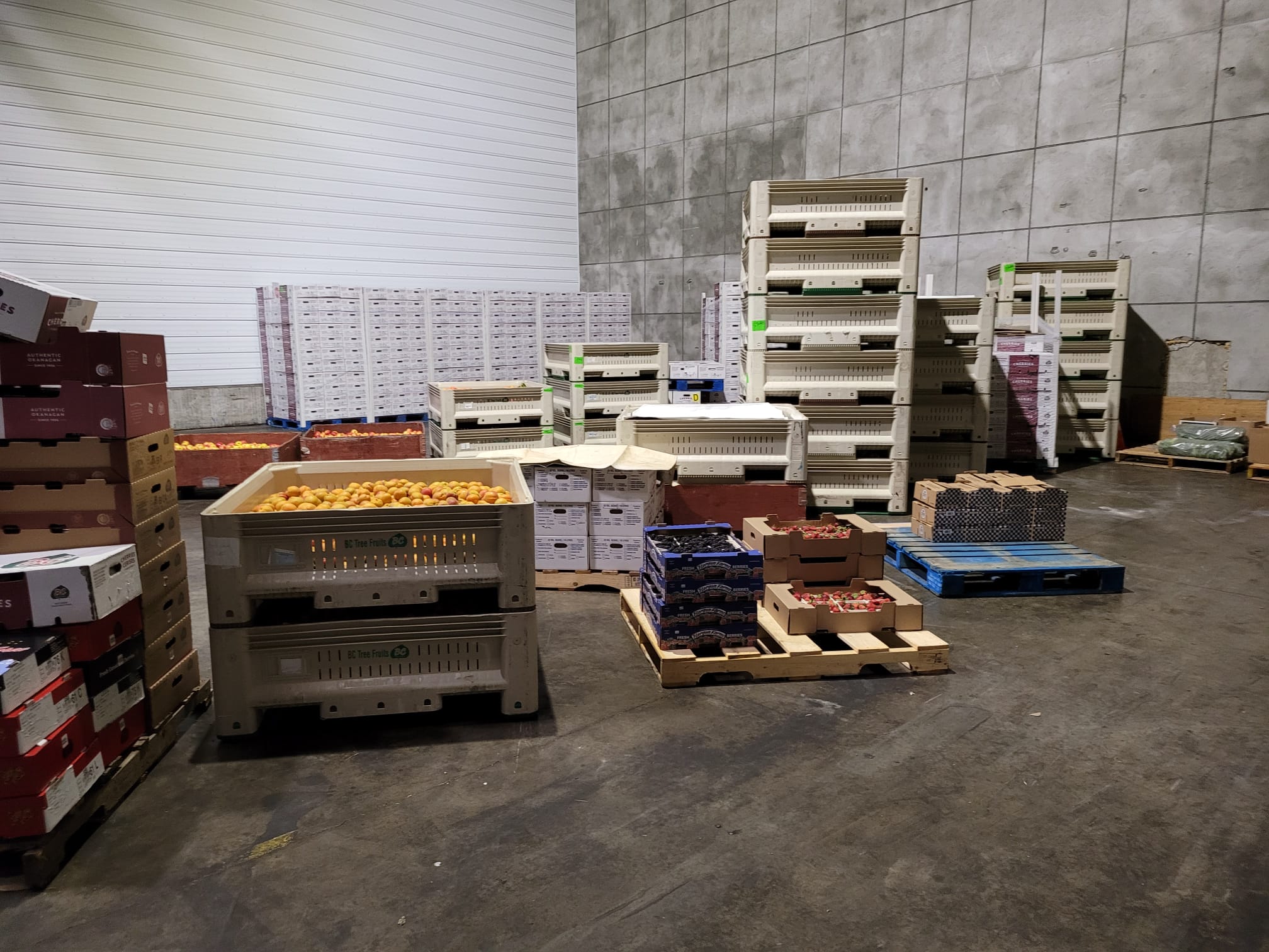 캐나다 Fresh Sweet Cherry - WhatsApp_Image_2021-07-22_at_1.52.54_PM_3.jpeg