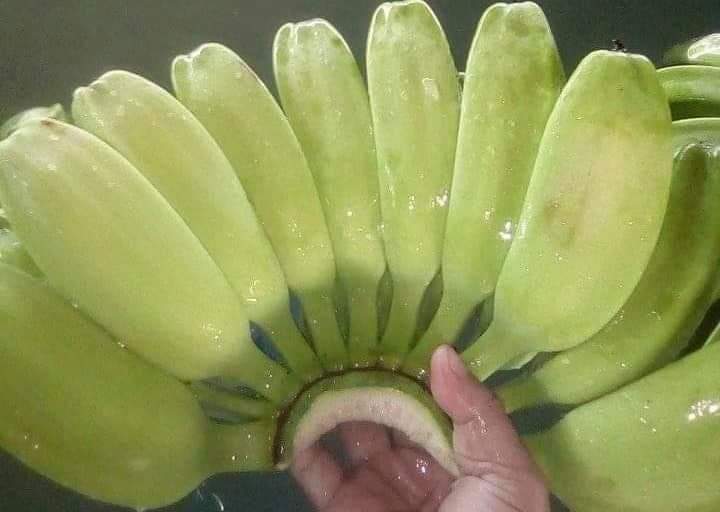 Philippines Fresh Plantain - WhatsApp_Image_2021-04-12_at_8.22.21_PM.jpeg