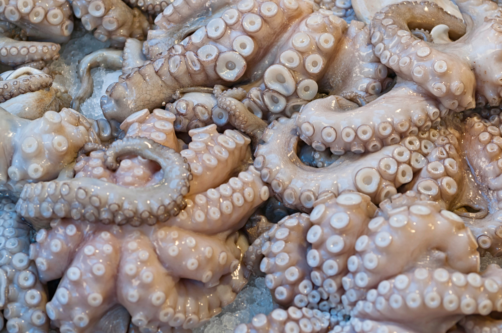 Vietnam Frozen Octopus - shutterstock_1024436020.jpg