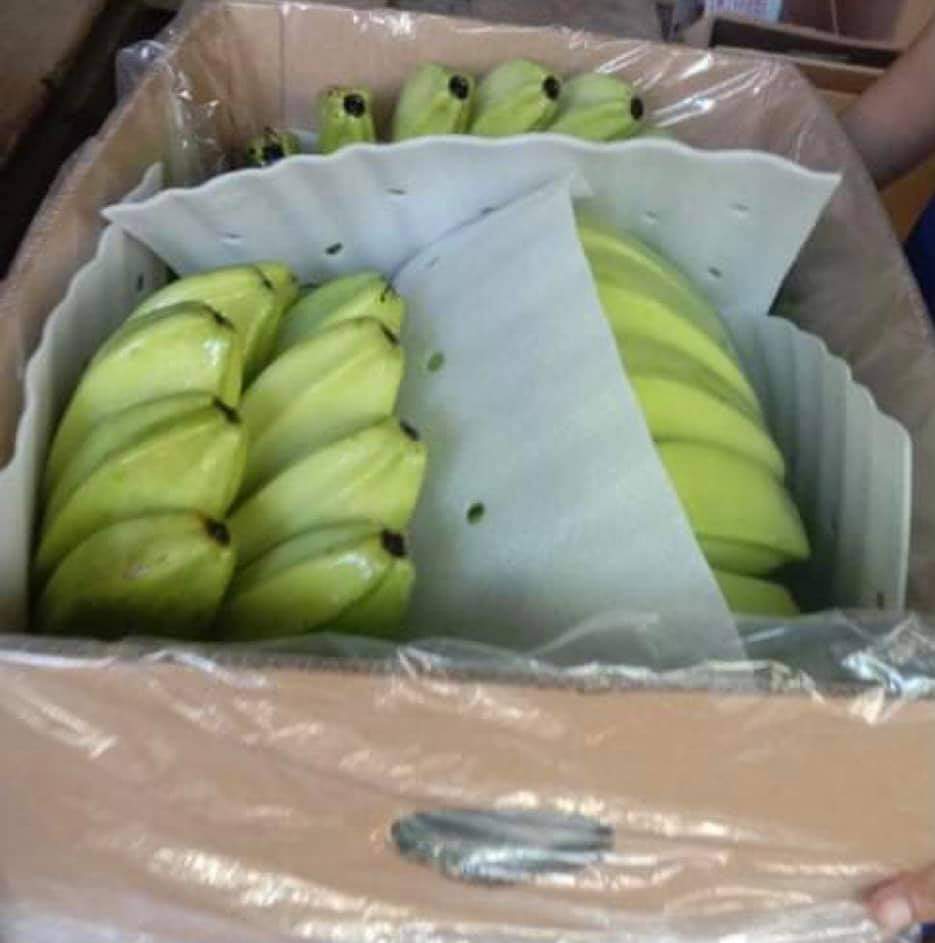 Philippines Fresh Plantain - WhatsApp_Image_2021-04-30_at_7.36.01_PM_1.jpeg