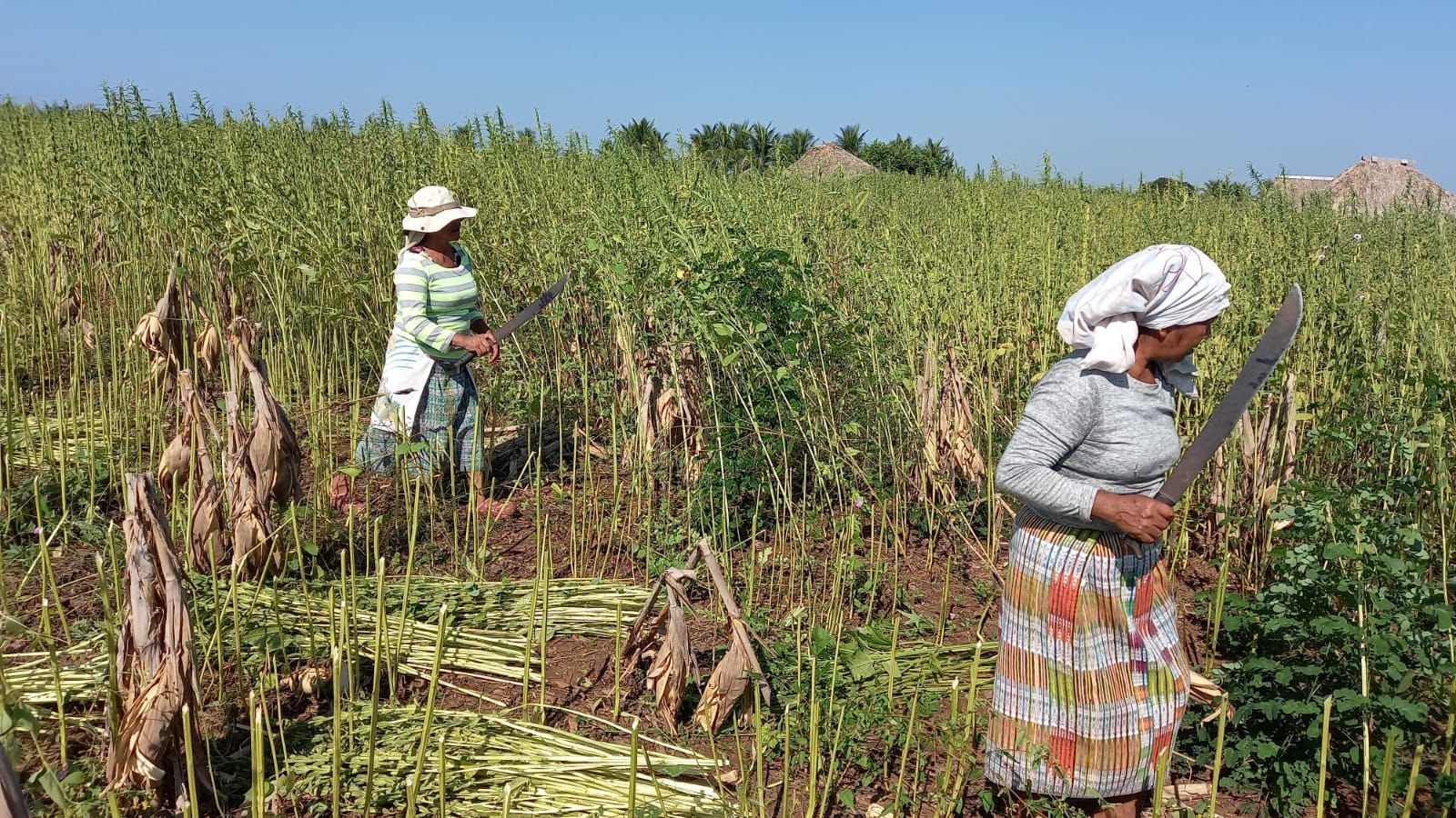 과테말라 Sesame Seed - Manual_cropping_of_Sesame_2.jpeg