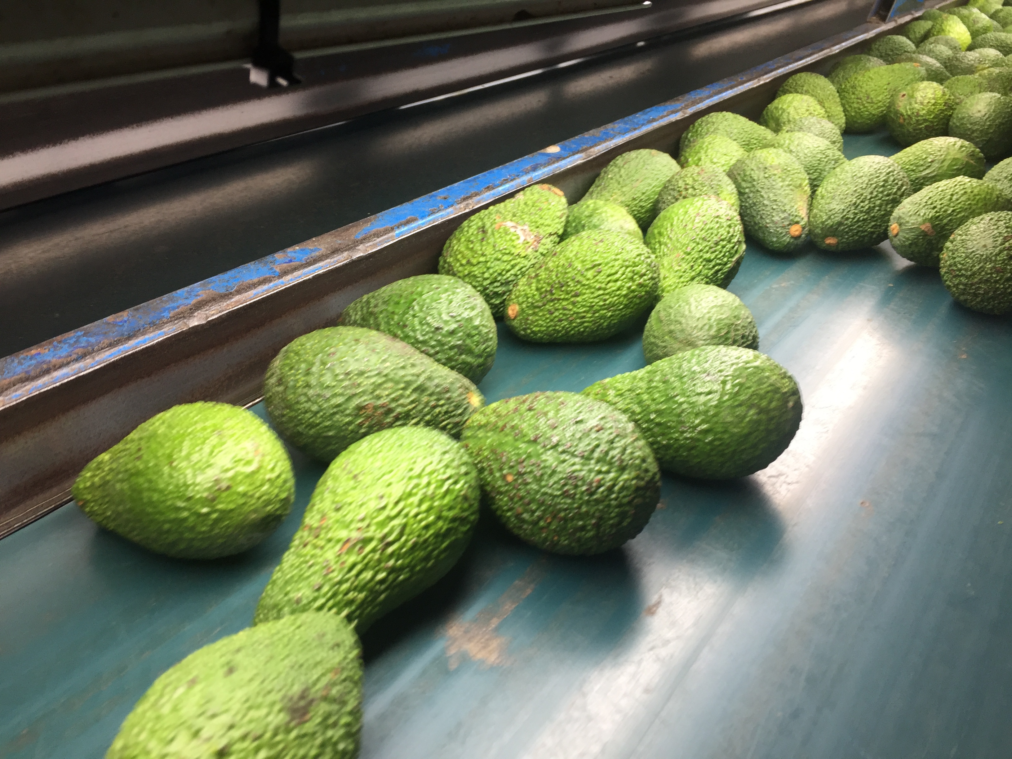 Spain Fresh Avocado - AVOCADO_TRIAGE.JPG