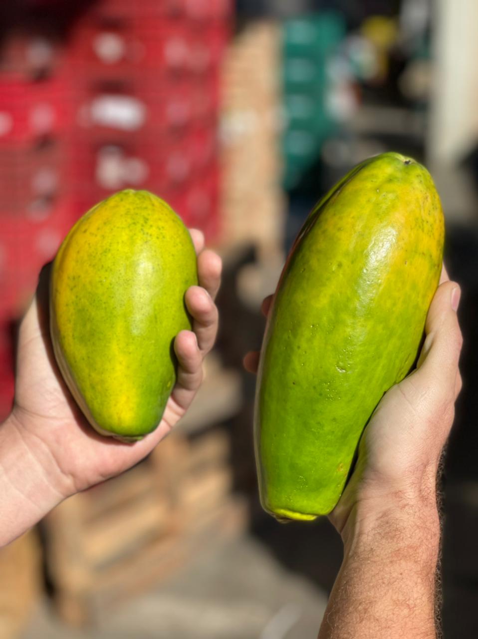 브라질 Fresh Papaya - WhatsApp_Image_2021-07-06_at_21.02.25_1.jpeg