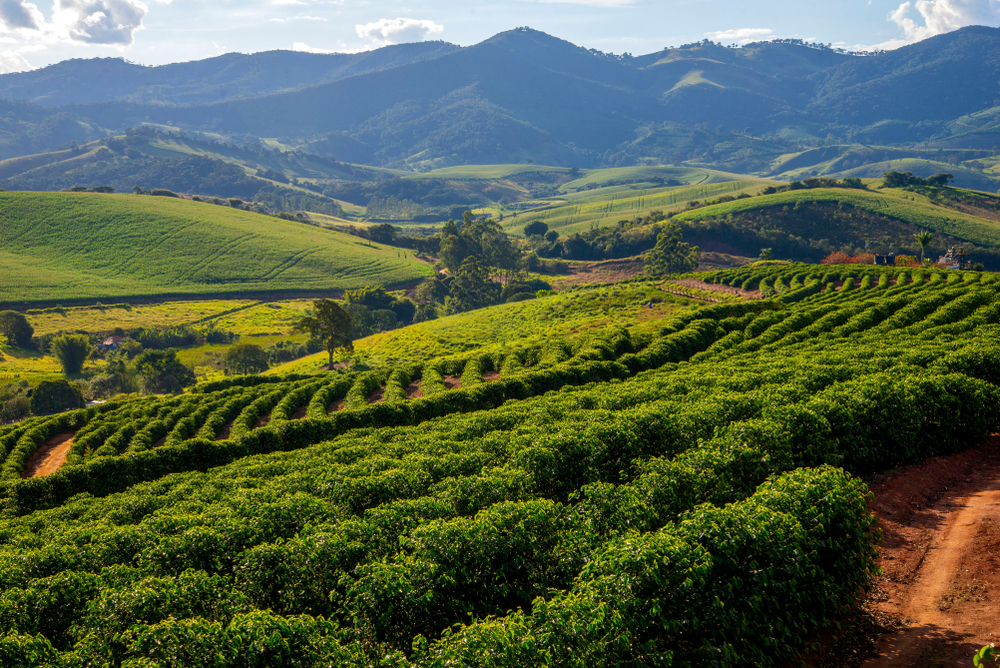 Brazil Whole Common Ginger - farm.jpg