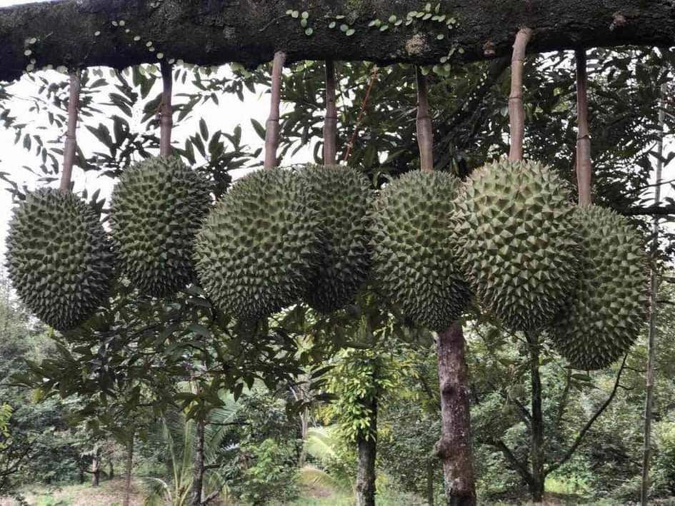 말레이시아 Frozen Common Durian - P3.jpg