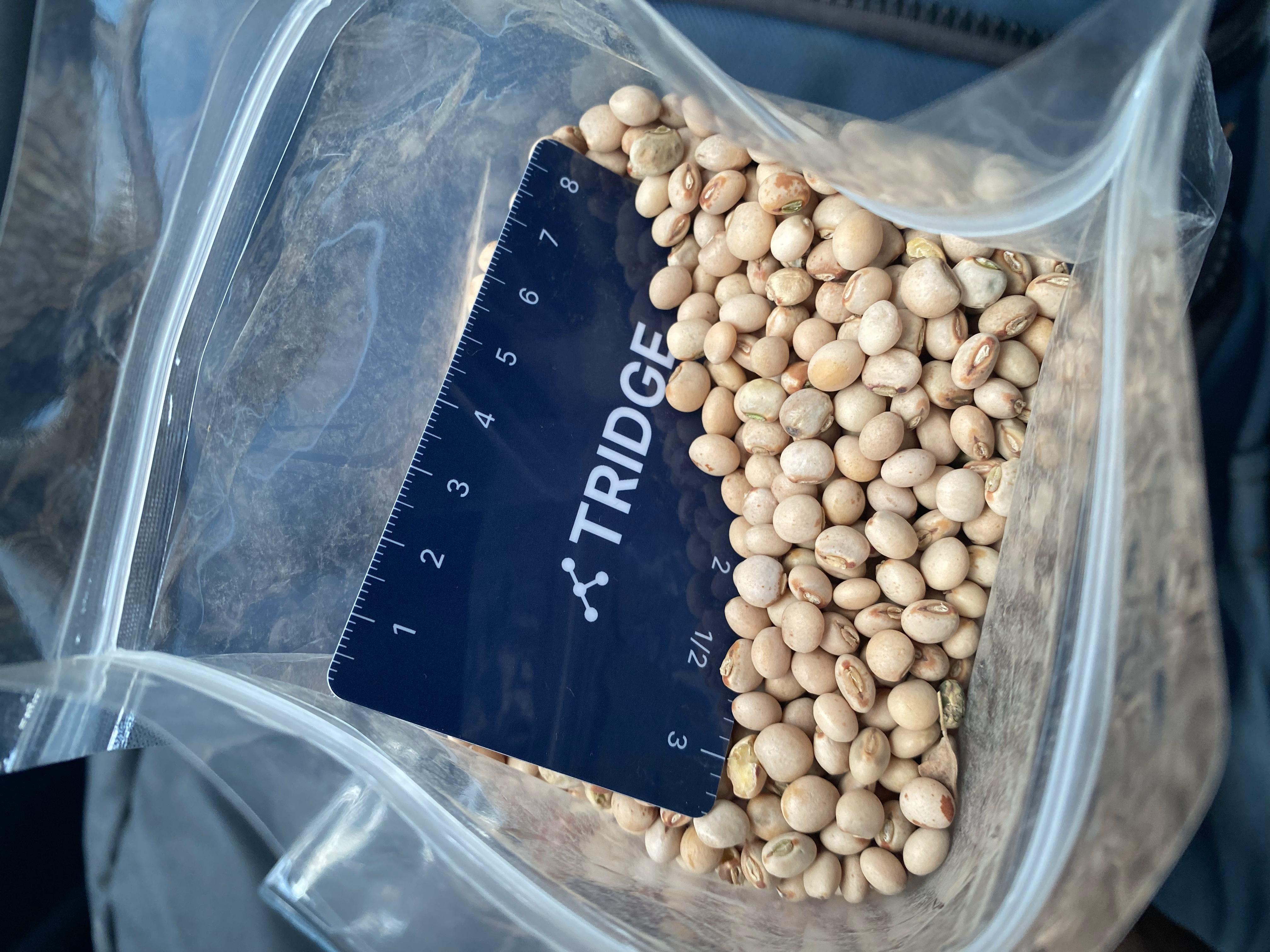 Tanzania Dried Pigeon Pea - Tanzania-Dried-Pigeon-Pea-221623_1.jpg