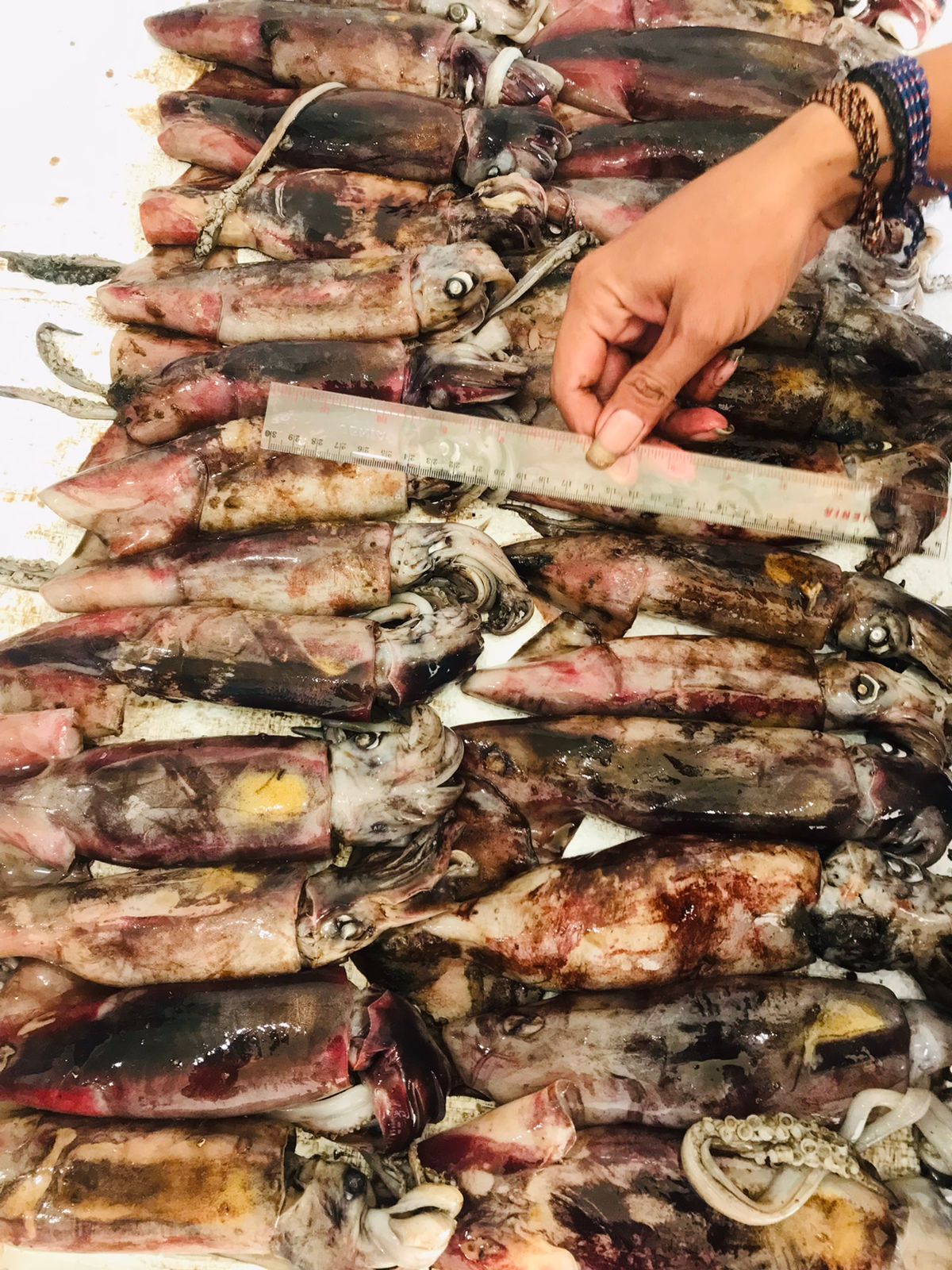 인도네시아 Frozen Squid - Image_2023-03-17_at_17.03.54.jpeg