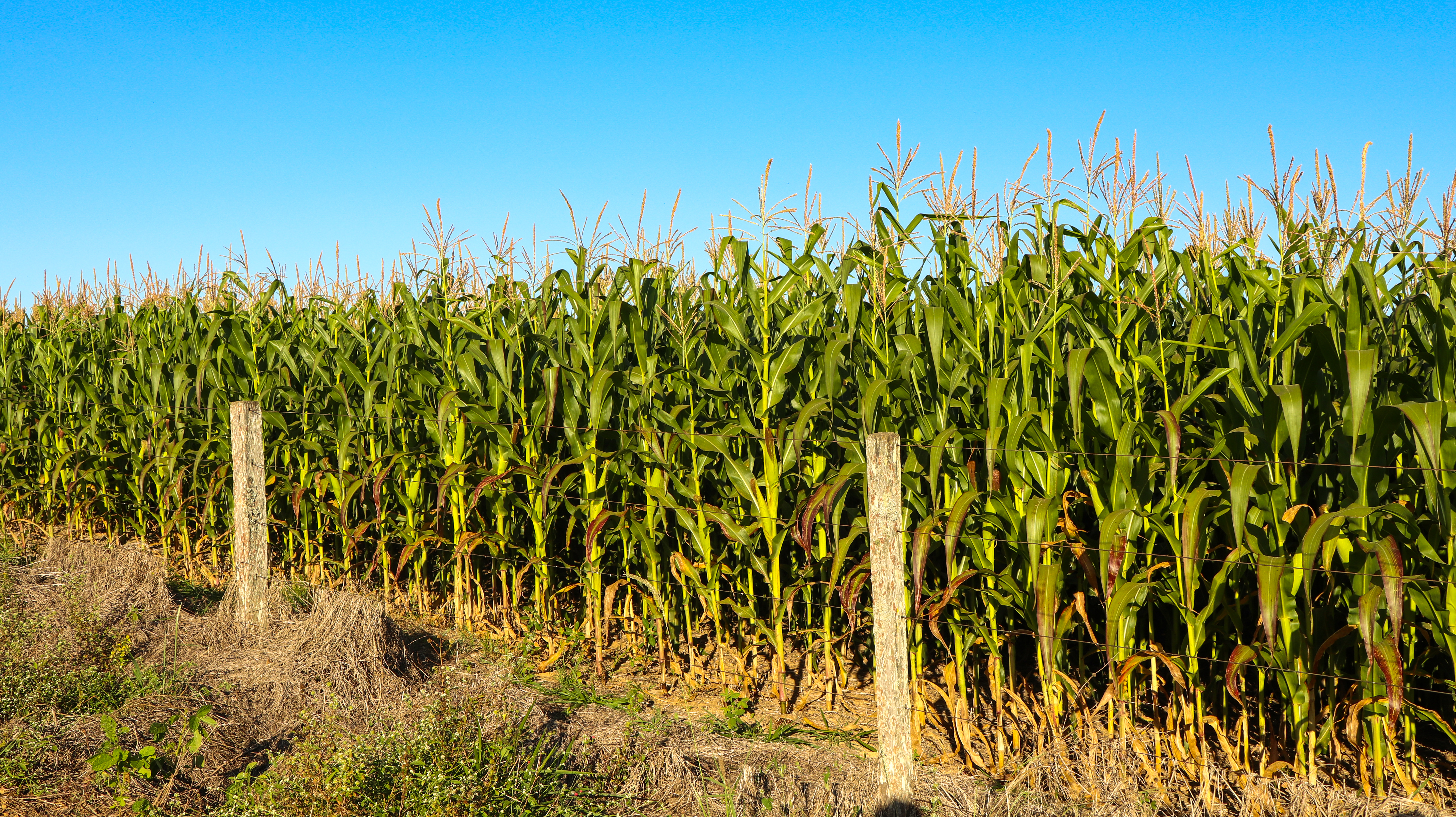 Brazil Popcorn - shutterstock_1780235585.jpg