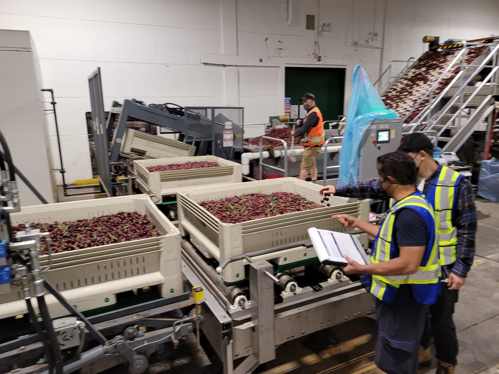 캐나다 Fresh Sweet Cherry - WhatsApp_Image_2021-07-22_at_1.52.49_PM_3.jpeg