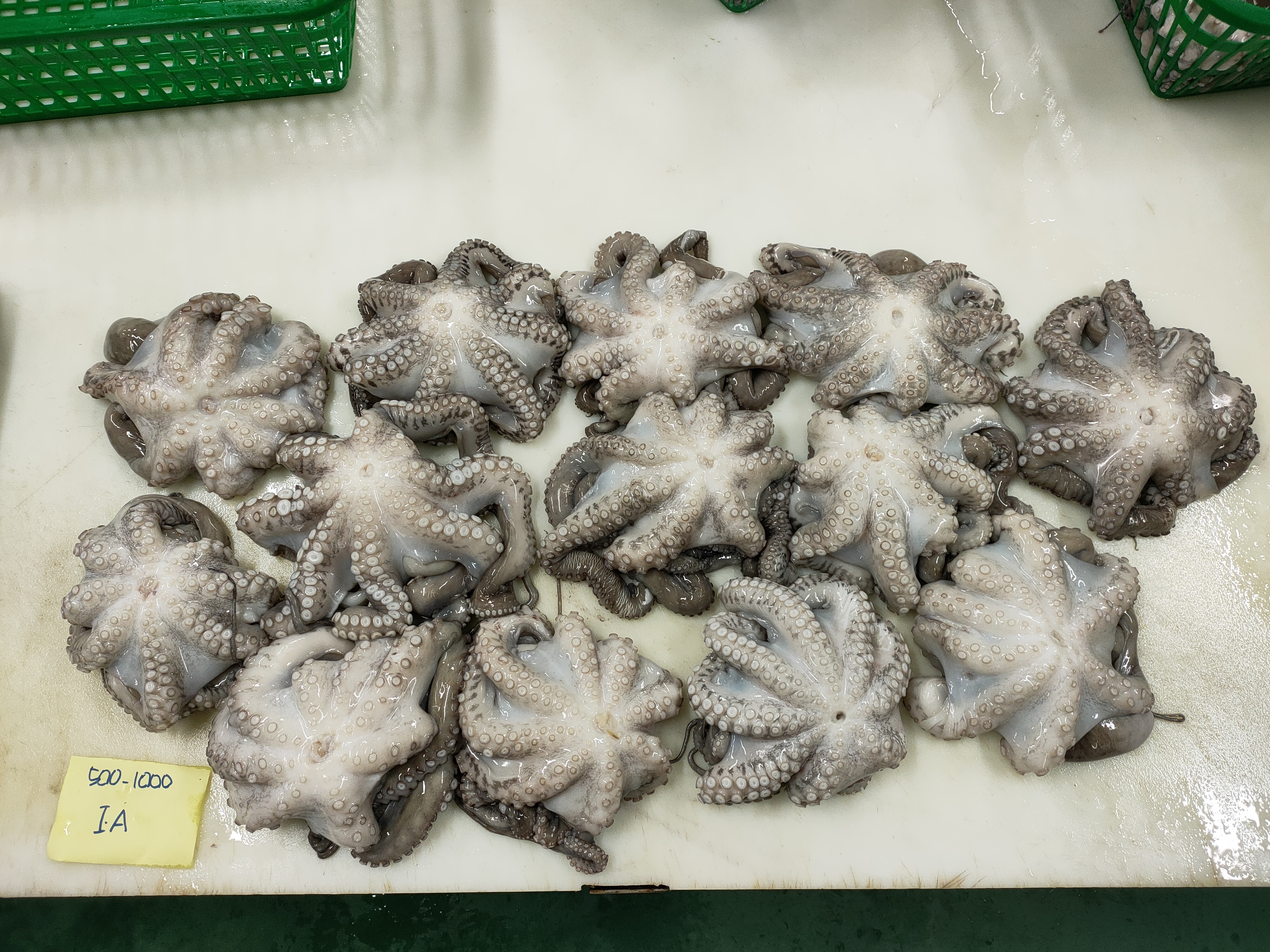 인도네시아 Frozen Octopus - IMG20230117144717.jpg