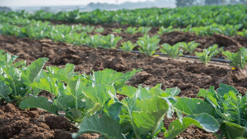 중국 Frozen Cauliflower - CN_Cauliflower_plantation.jpg