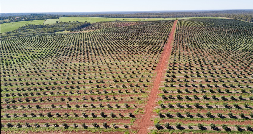 Kenya Macadamia Kernel - Orchard2.jpg