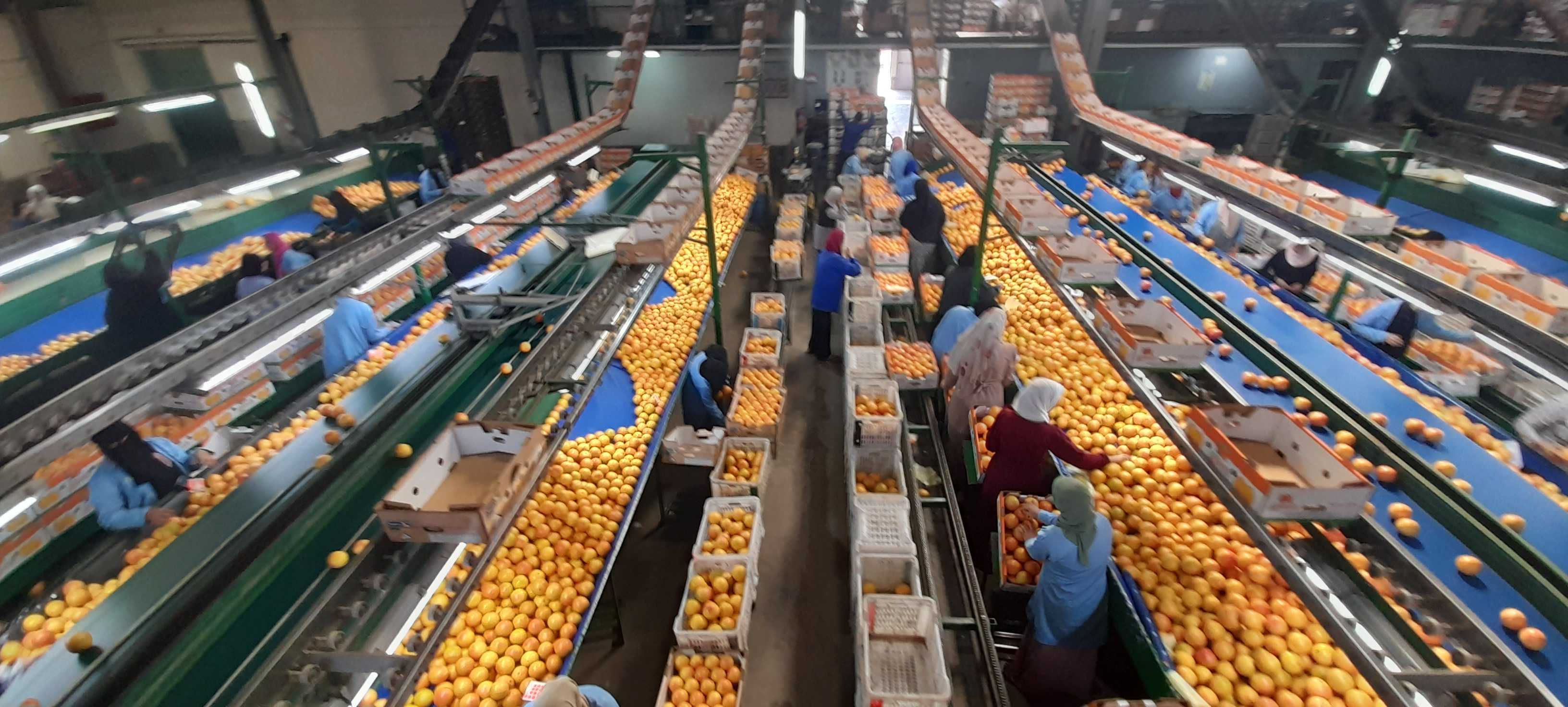 Egypt Fresh Grapefruit - 20221113_112028.jpg