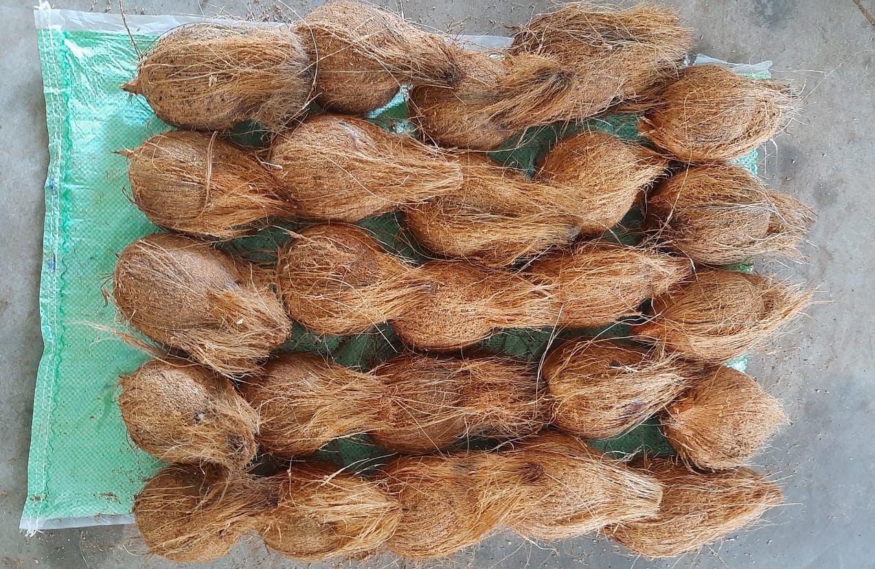 인도 Fresh Mature Coconut - WhatsApp_Image_2020-09-11_at_18.18.21.jpeg