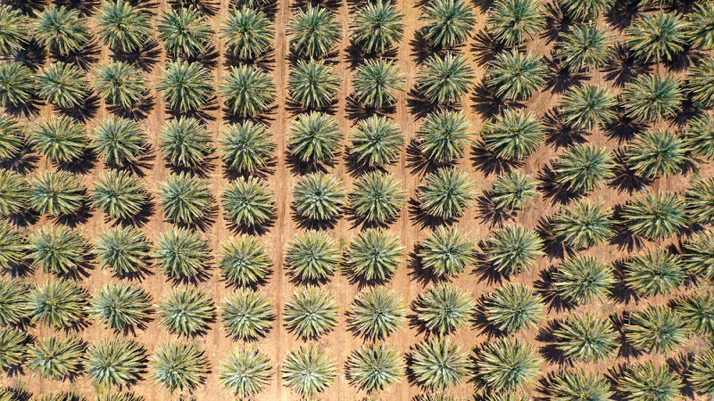 이스라엘 Dried Date - IL_Date_plantation.jpg