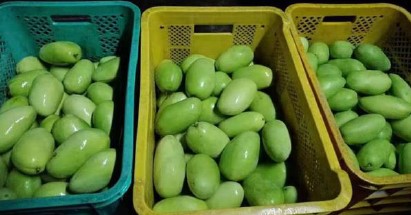 필리핀 Fresh Mango - %ED%99%94%EB%A9%B4_%EC%BA%A1%EC%B2%98_2021-07-28_192623.jpg