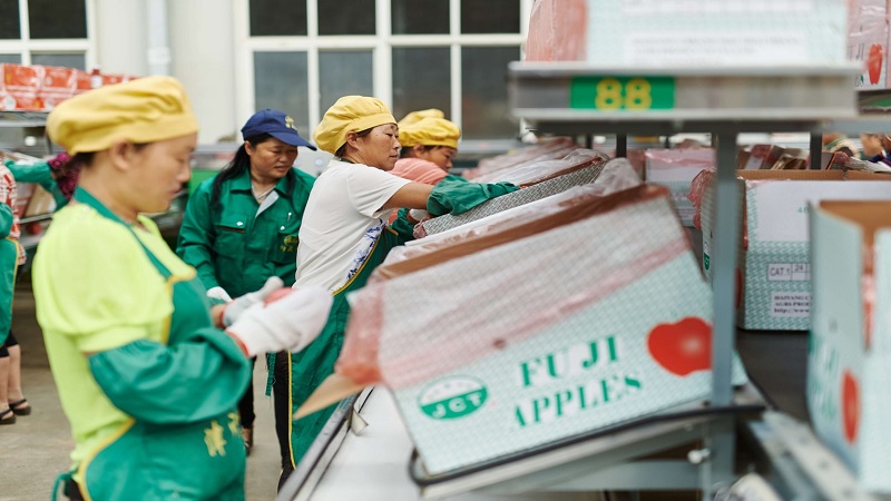 중국 Fresh Apple - CN_Apple_processing5.jpg