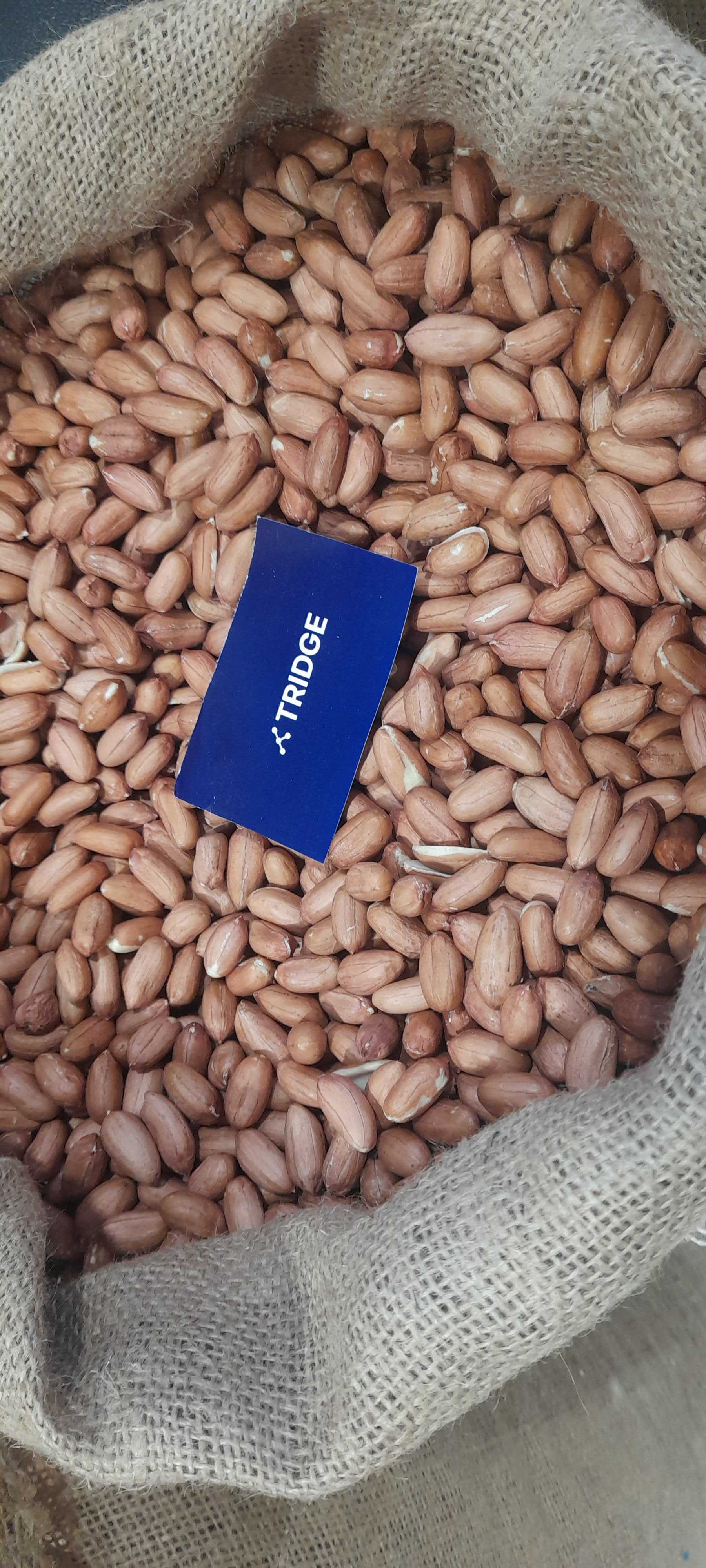 Egypt Peanut Kernel - 20230508_105328.jpg