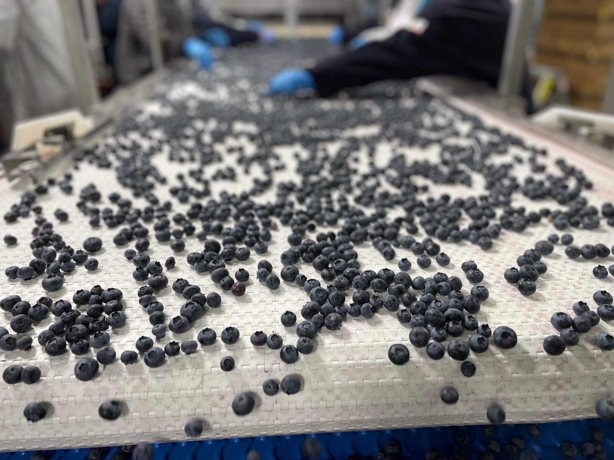 미국 Fresh Blueberry - BC_Blueberry_1.jpg