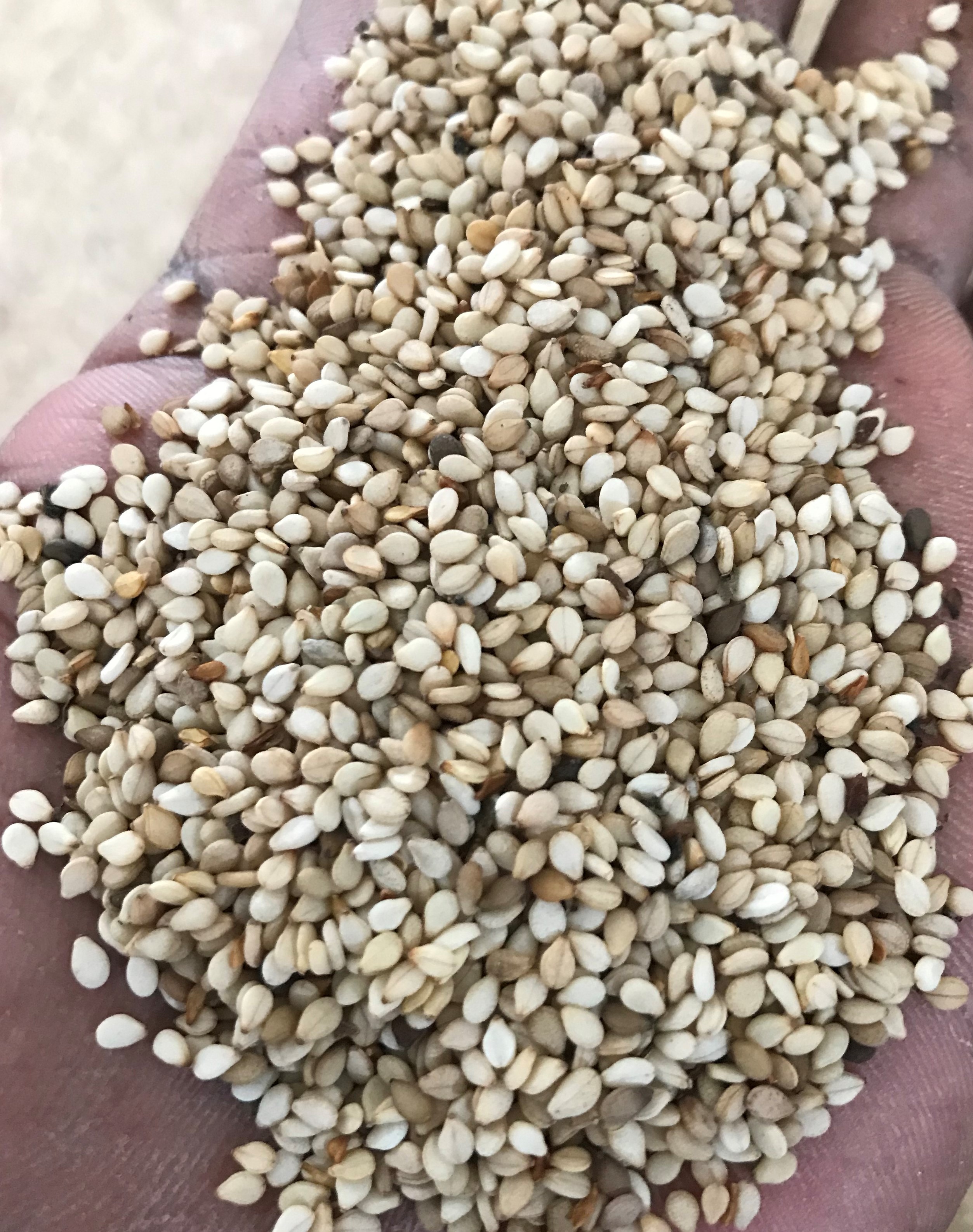 Tanzania Sesame Seed - IMG_9898.jpg