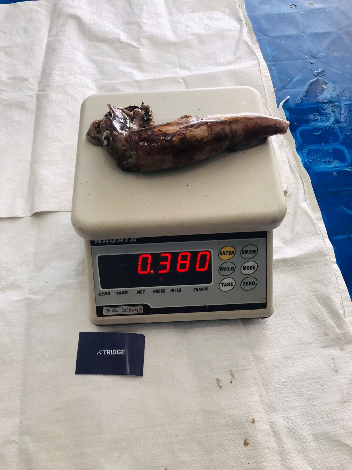 인도네시아 Frozen Squid - Image_2023-03-17_at_17.02.16.jpeg