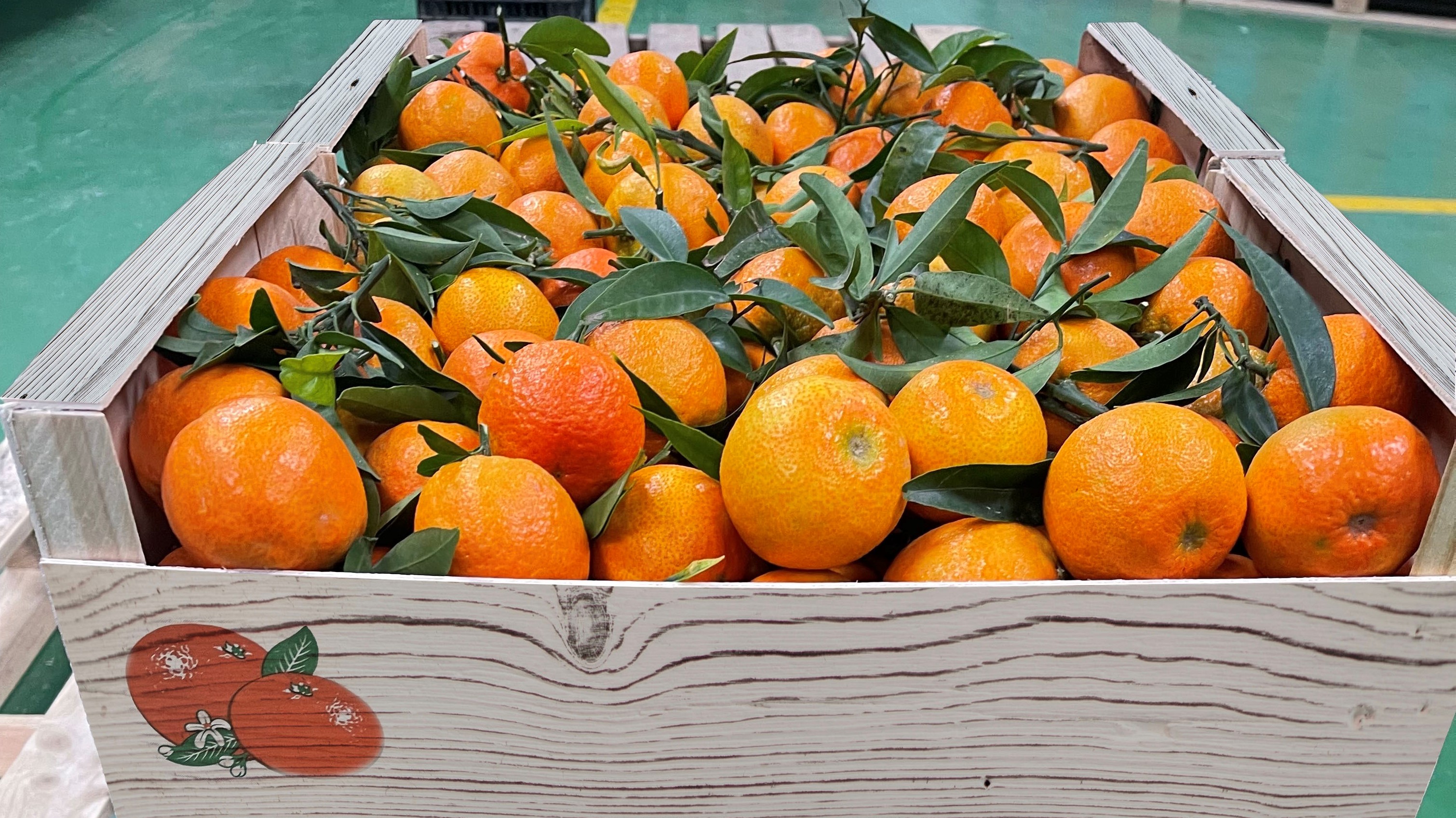 스페인 Fresh Clementine - 8_2.jpg