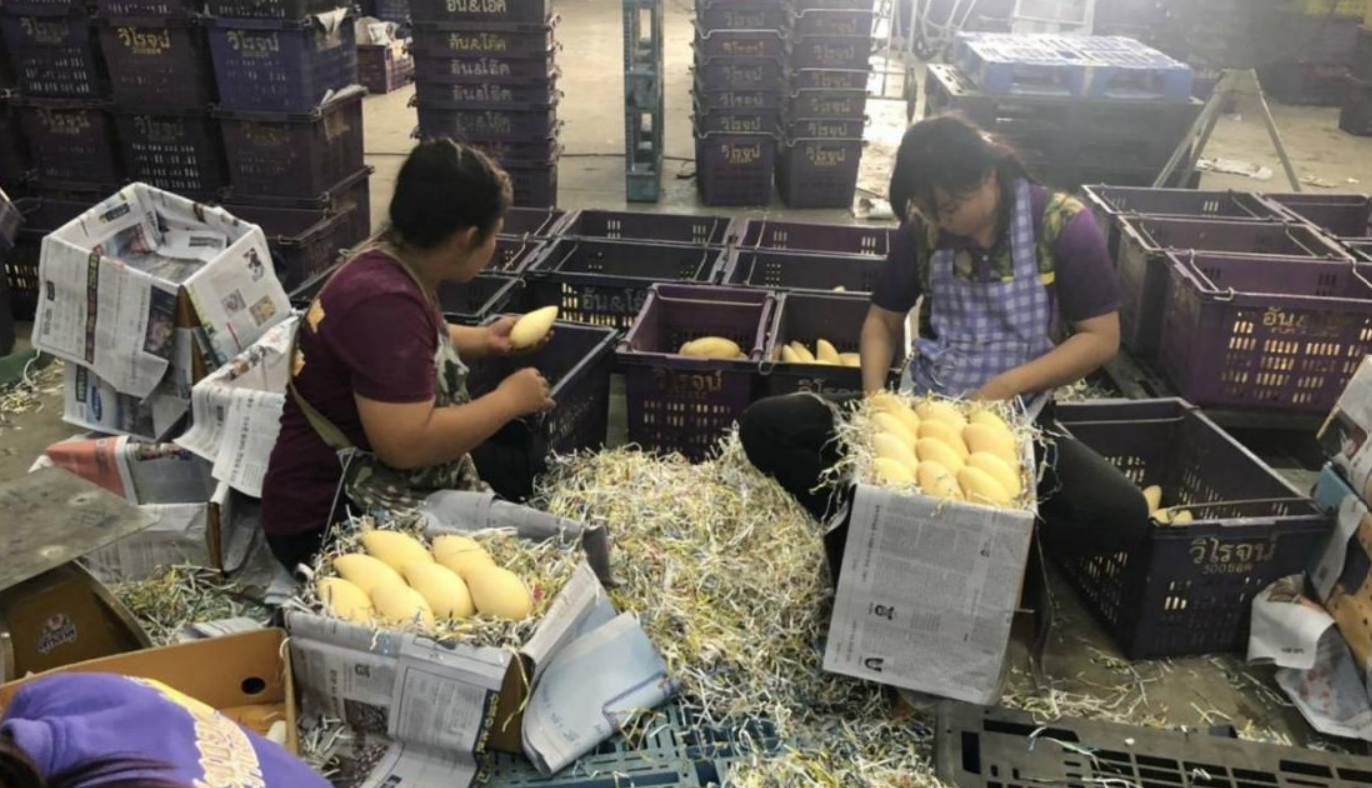 Thailand Fresh Mango - image_15.png