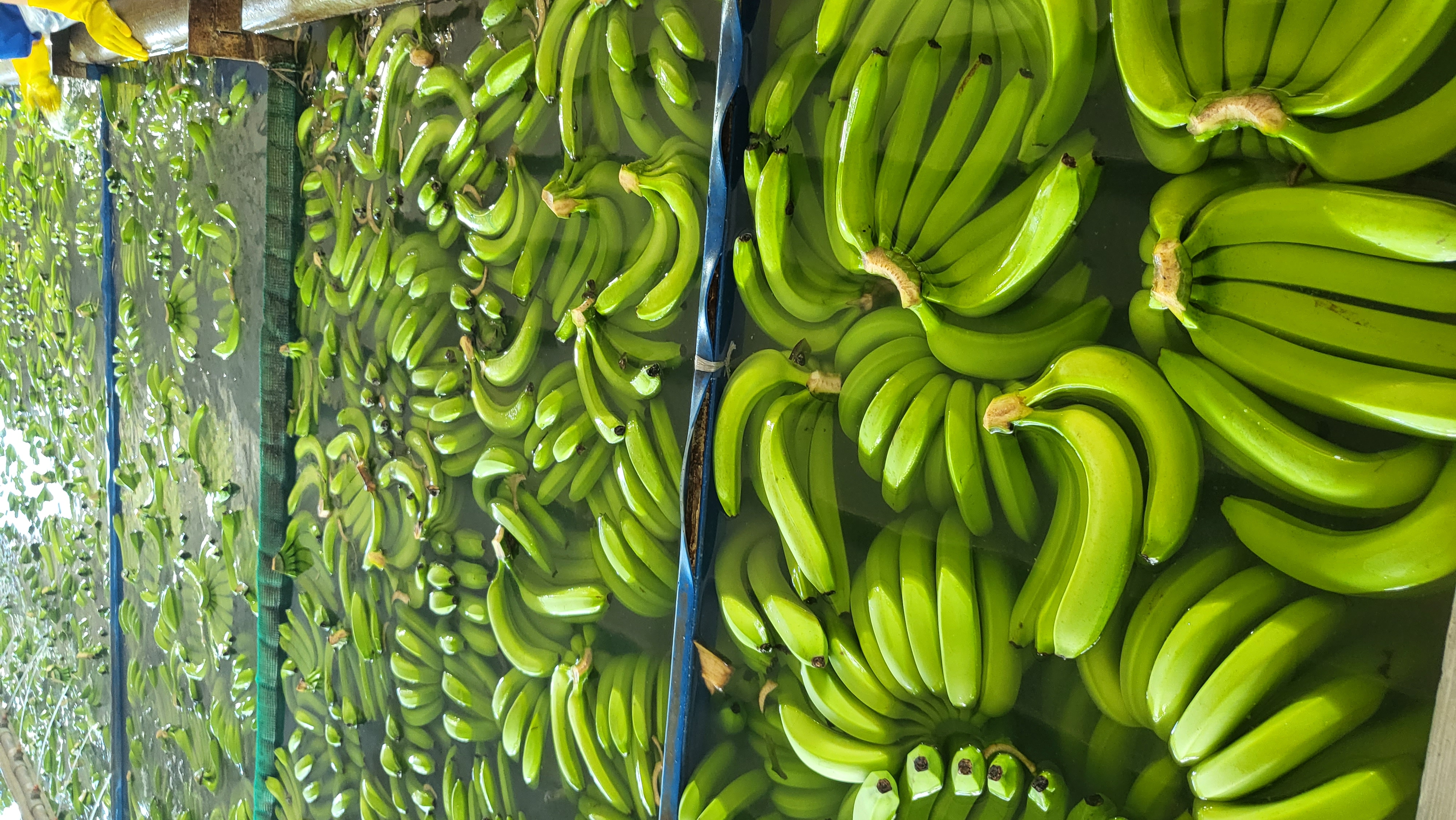 베트남 Fresh Banana - 20221128_141012_1.jpg