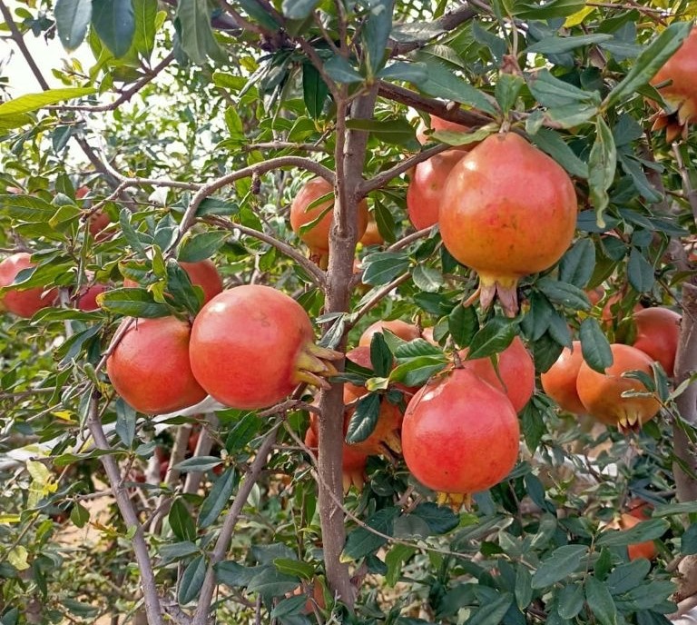 인도 Fresh Pomegranate - PHOTO-2021-11-25-15-58-10_2.jpg