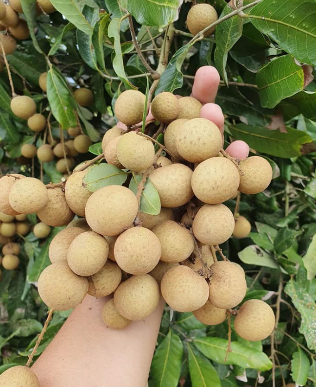 태국 Fresh Longan - image_12.png