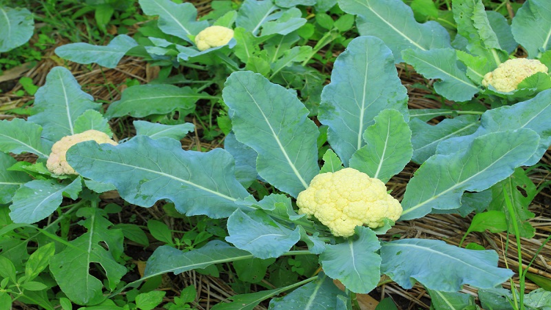 중국 Frozen Cauliflower - CN_Cauliflower_plantation1.jpg
