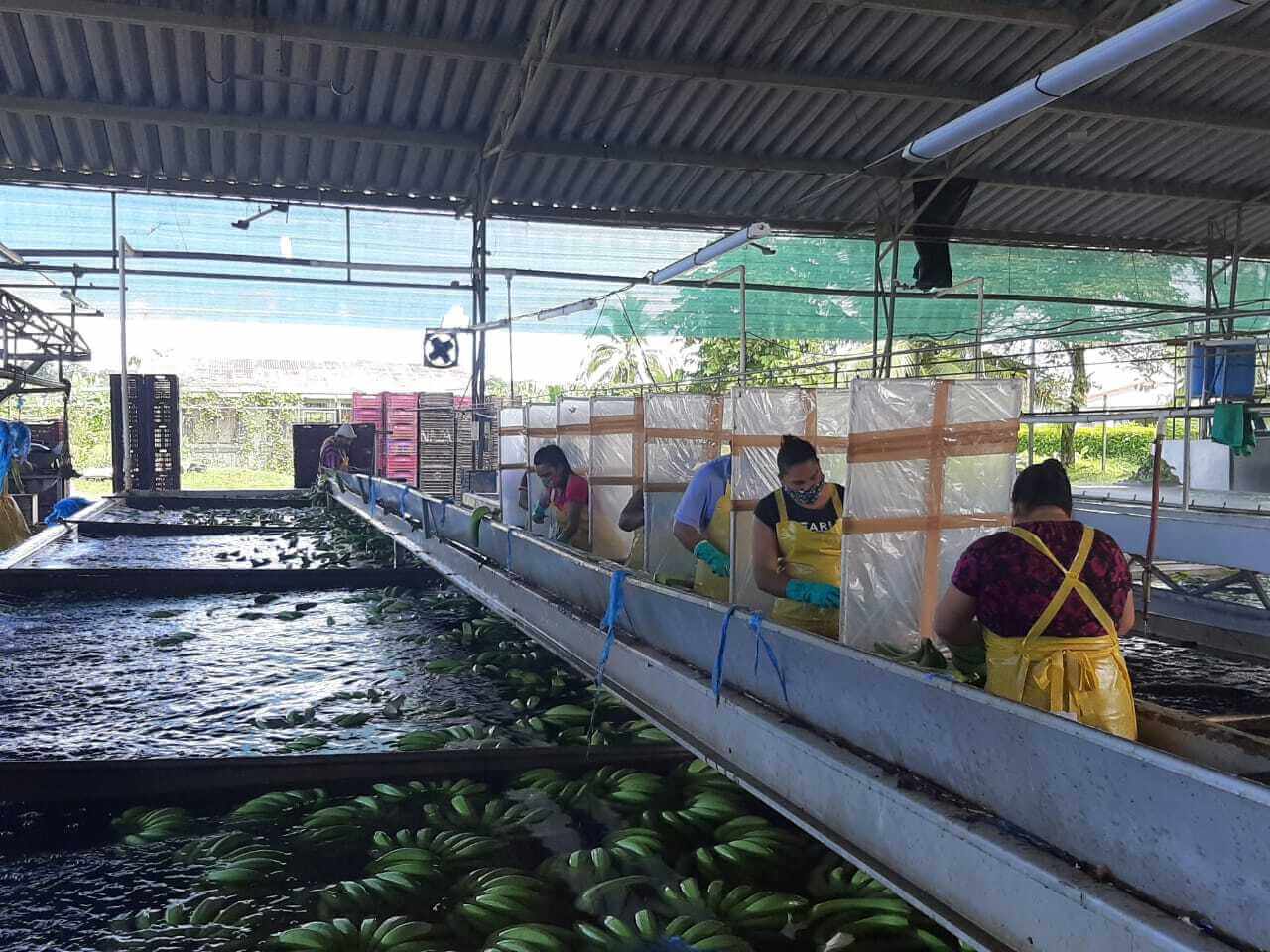 Costa Rica Fresh Banana - BE_Fruit_selection2021-07-27_at_3.06.01_PM_1.jpeg