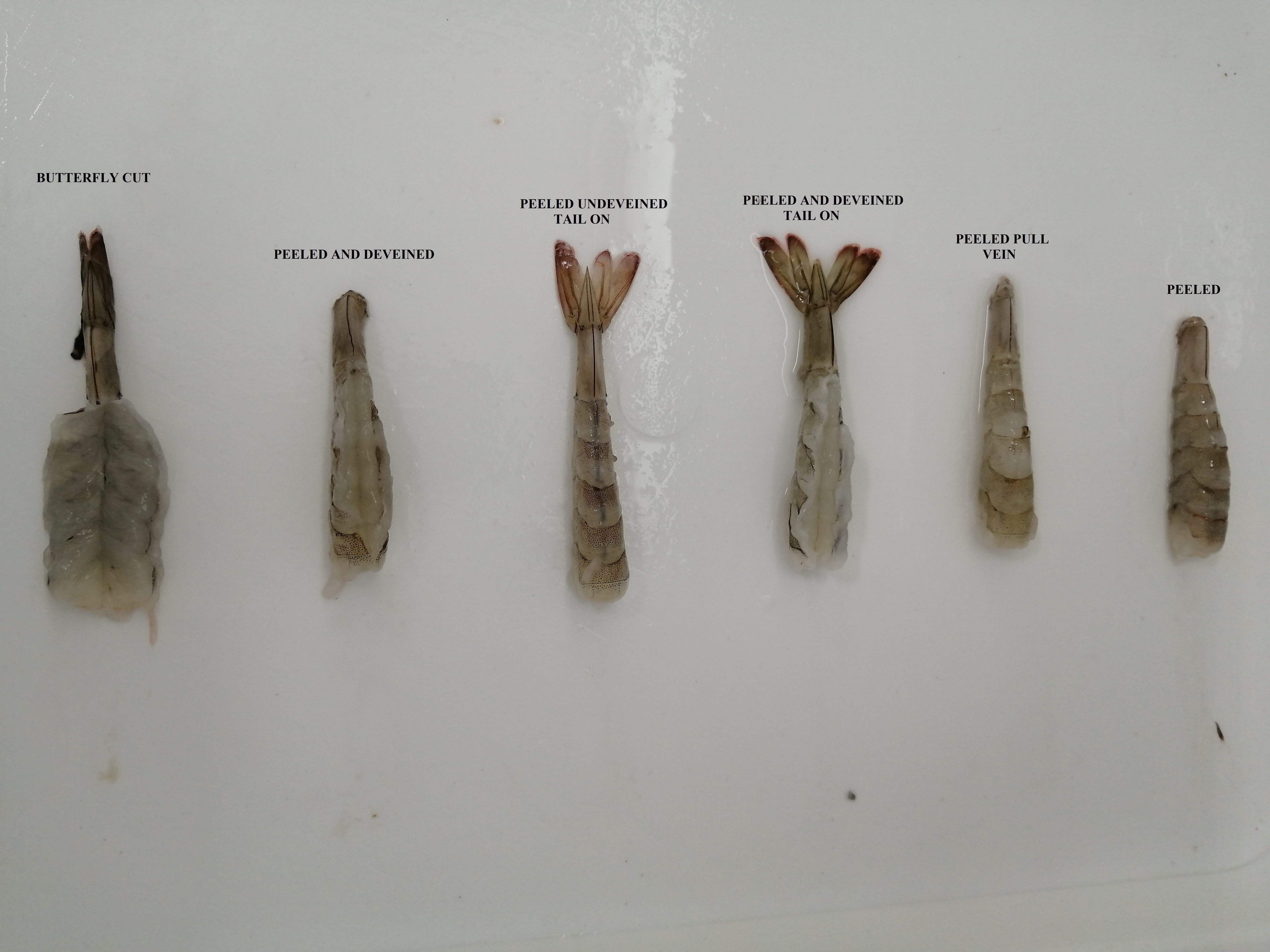 Ecuador Fresh Vannamei Shrimp - Shirmp_1.jpg