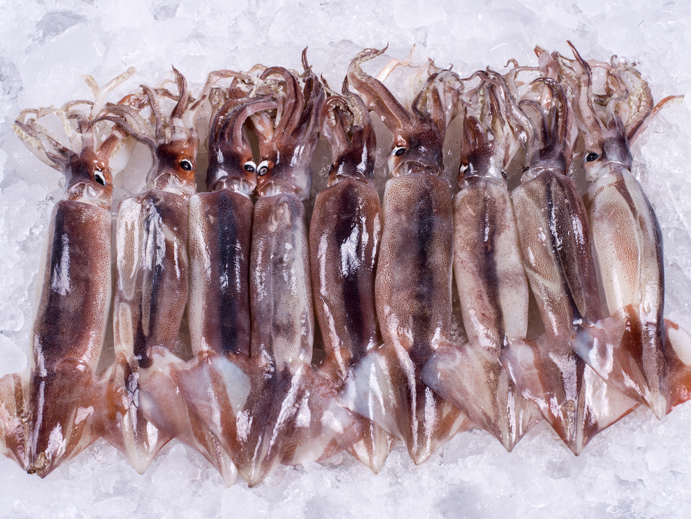 摩洛哥からの冷凍イカオファー Tridge