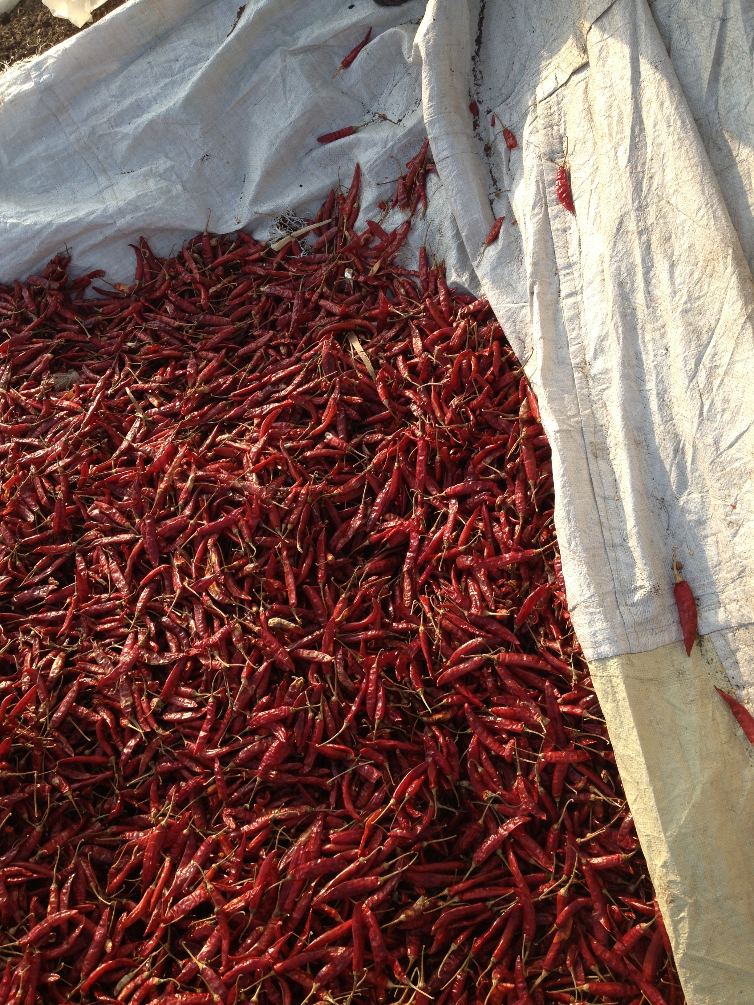 India Dried Red Pepper - IMG_3796.jpg