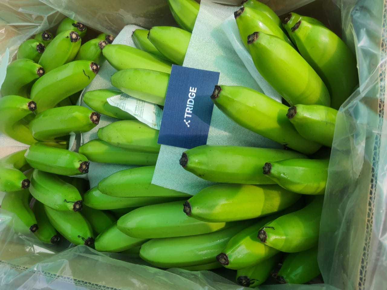 India Fresh Banana - IMG-20211223-WA0034.jpg