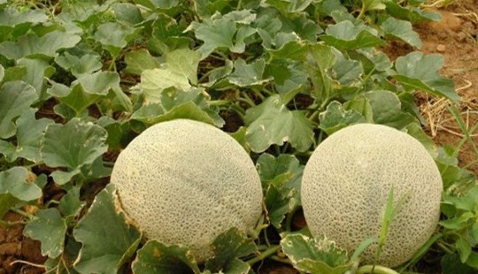 Costa Rica Fresh Melon - %EA%B7%B8%EB%A6%BC3.jpg