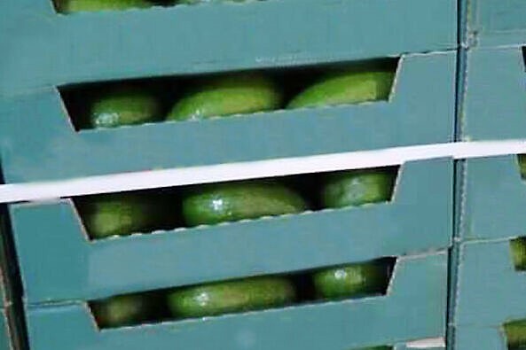 모로코 Fresh Avocado - 4_1.jpg