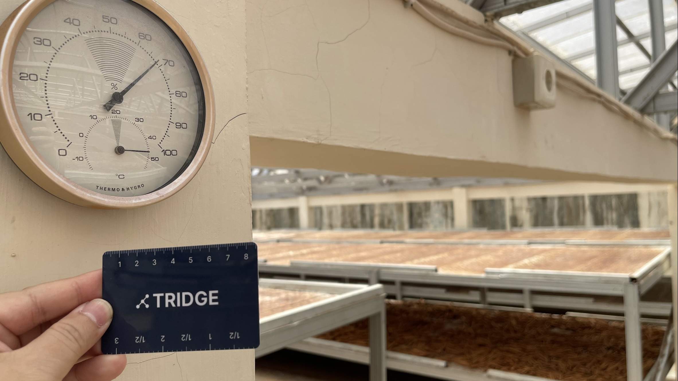 Indonesia Whole Common Cinnamon - drying.JPEG